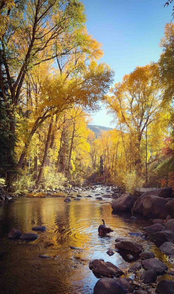 Aspen Nature