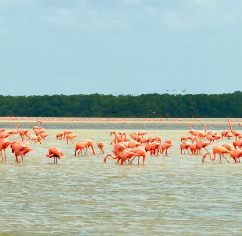 Flock of pink flamingos wading in shallow waters at Celestún Biosphere Reserve, Yucatán