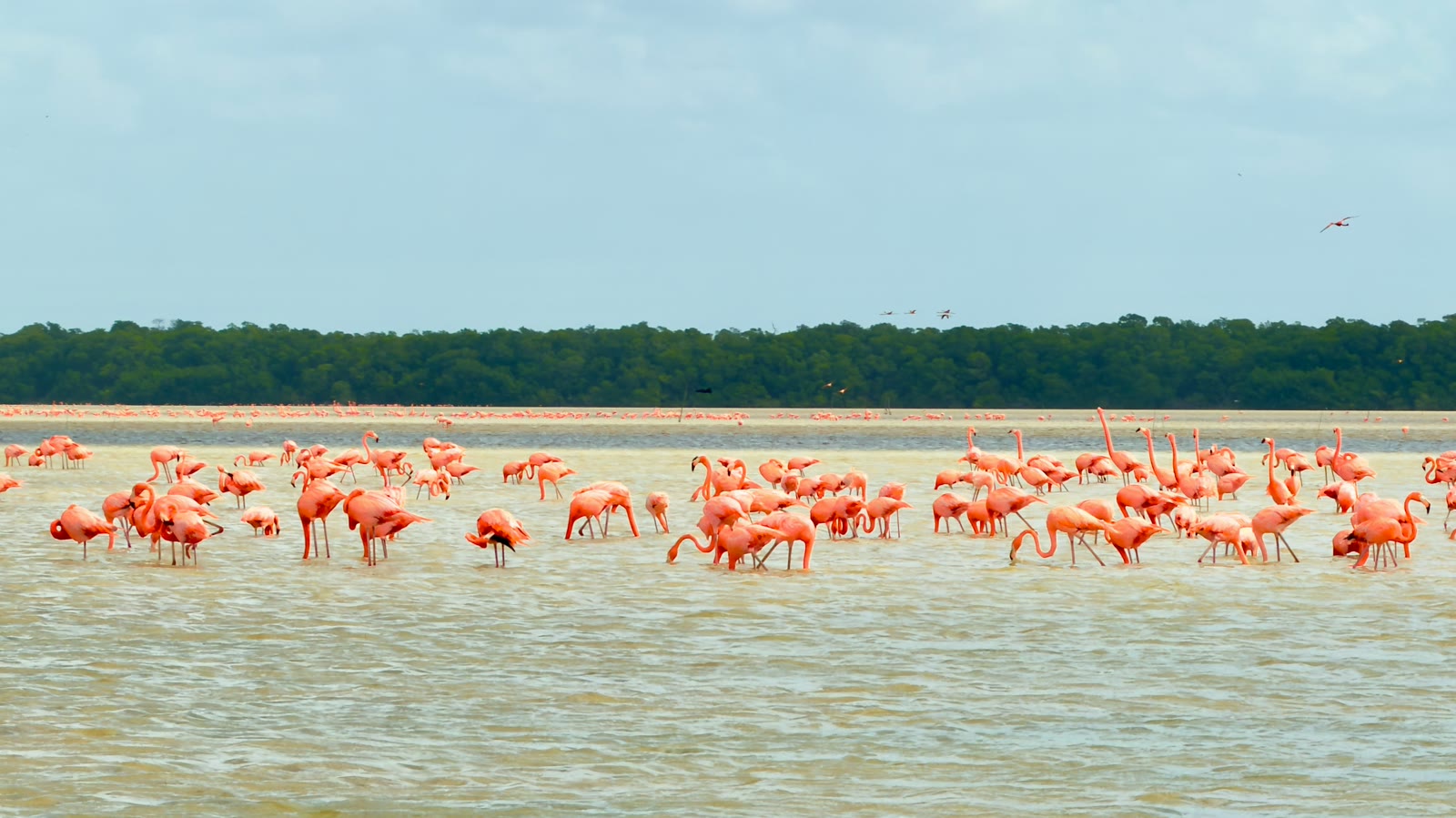 Flock of pink flamingos wading in shallow waters at Celestún Biosphere Reserve, Yucatán