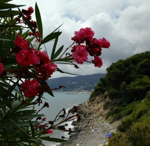 View of Savona and the Ligurian Sea from the hillside, Italy
