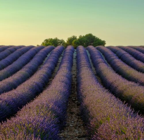 Lavender field with a solitary tree in Provence, Aix-en-Provence, Provence-Alpes-Cote-d-Azur, France
