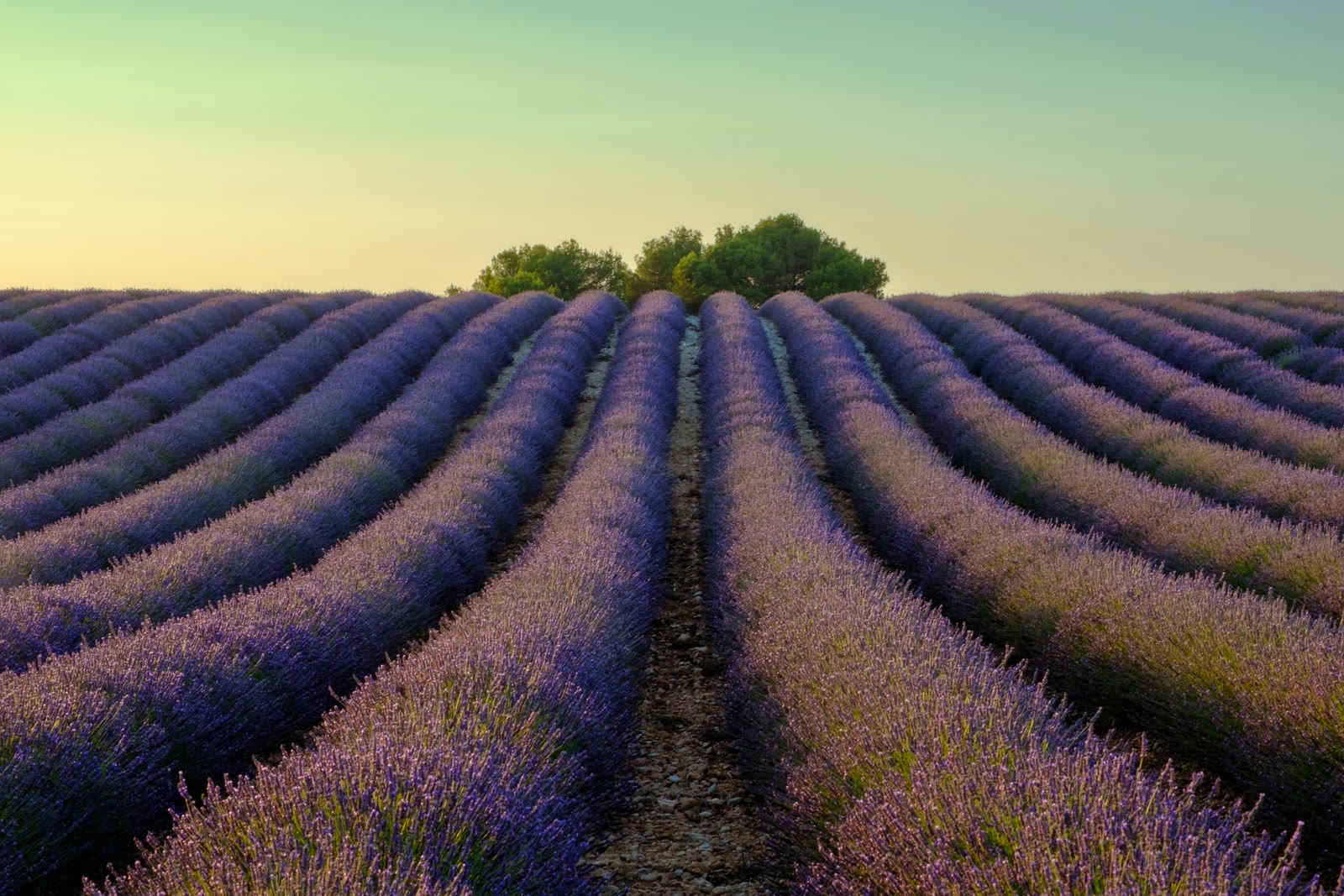 Lavender field with a solitary tree in Provence, Aix-en-Provence, Provence-Alpes-Cote-d-Azur, France