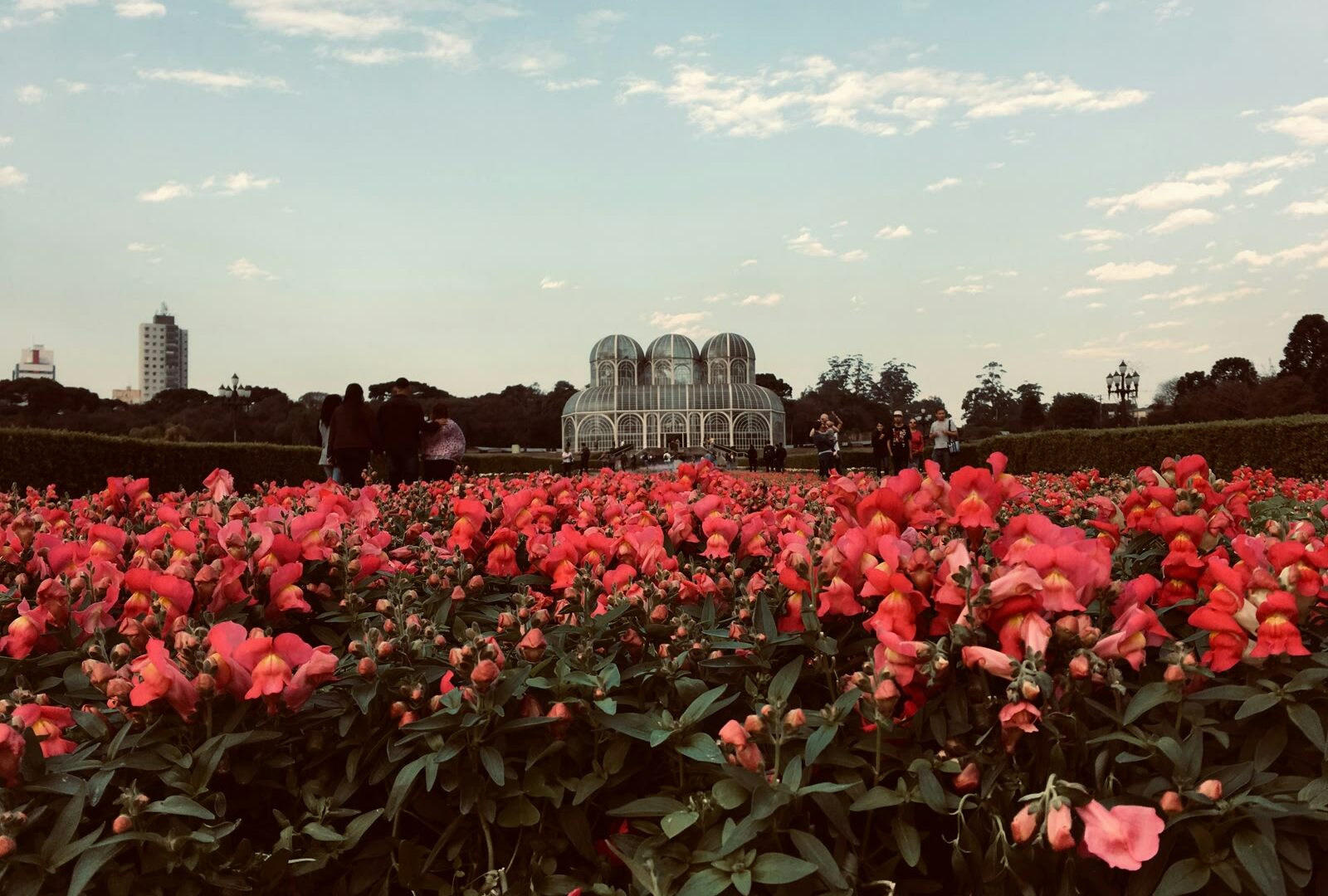 Field of red flowers near city buildings in Curitiba, Parana, Brazil
