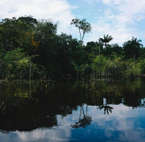 Green trees along the water in Manaus, Amazonas, Brazil