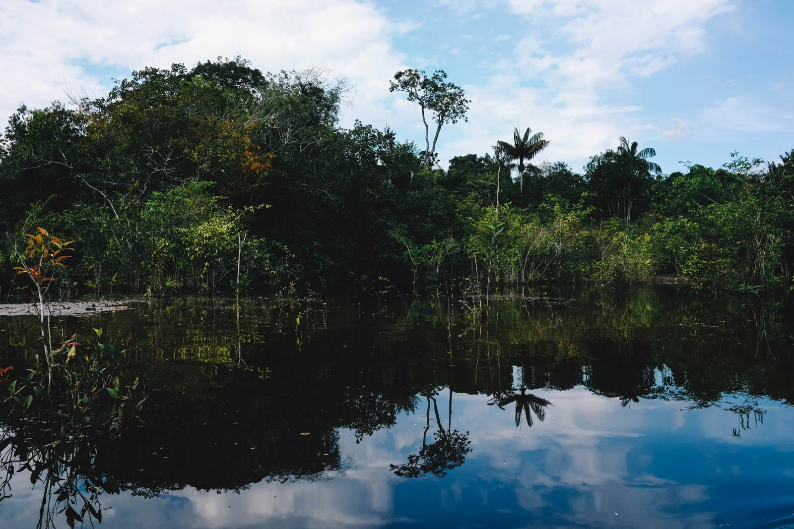 Green trees along the water in Manaus, Amazonas, Brazil