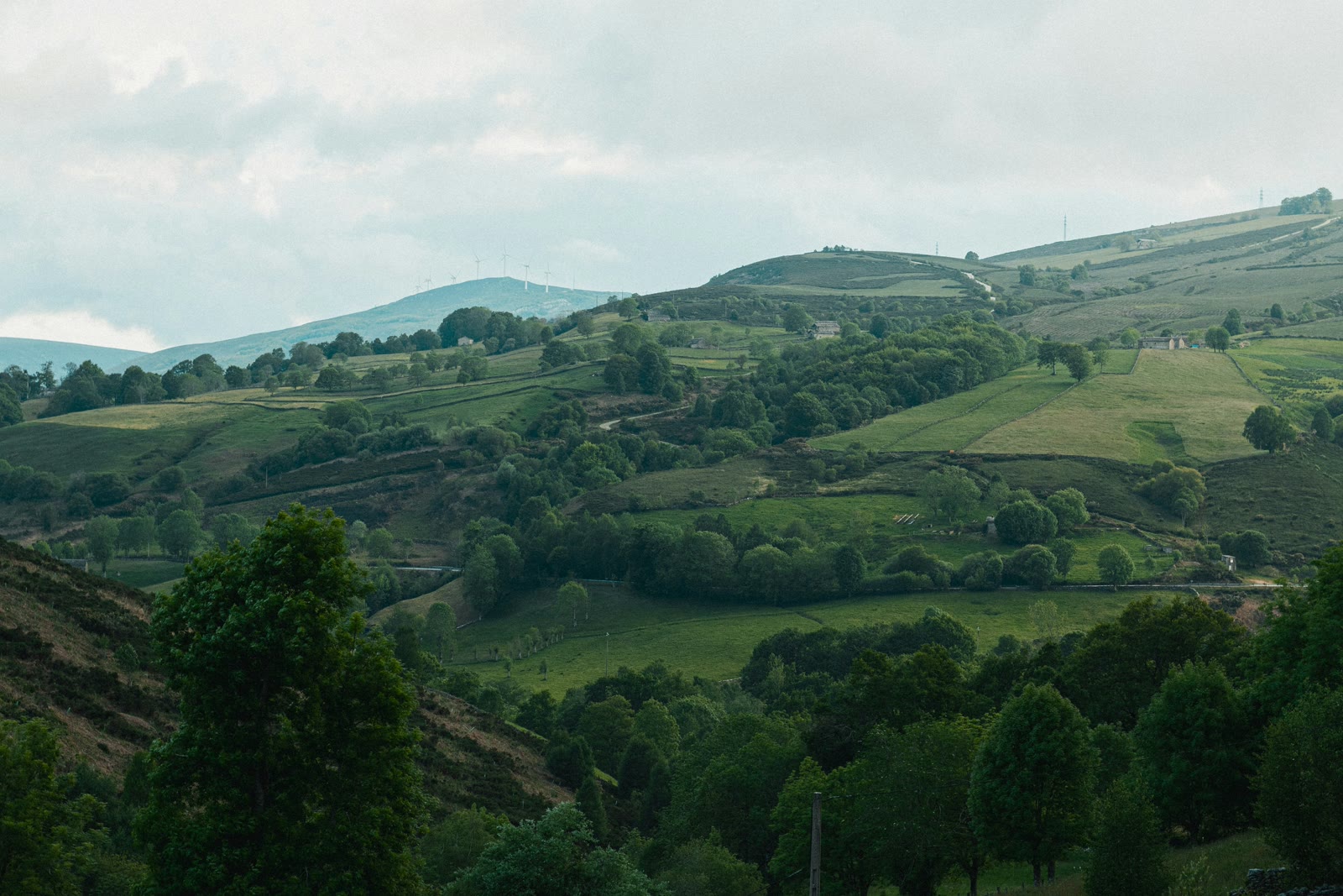 Green hillside covered with trees in Burgos, Castile and Leon, Spain