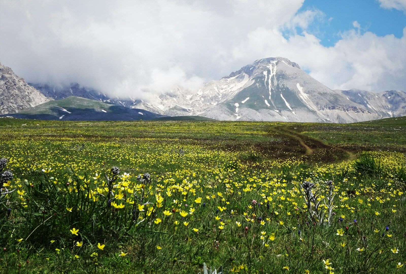 Field of yellow flowers in L'Aquila, Abruzzo, Italy