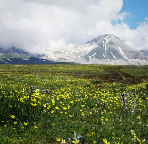 Field of yellow flowers in L'Aquila, Abruzzo, Italy