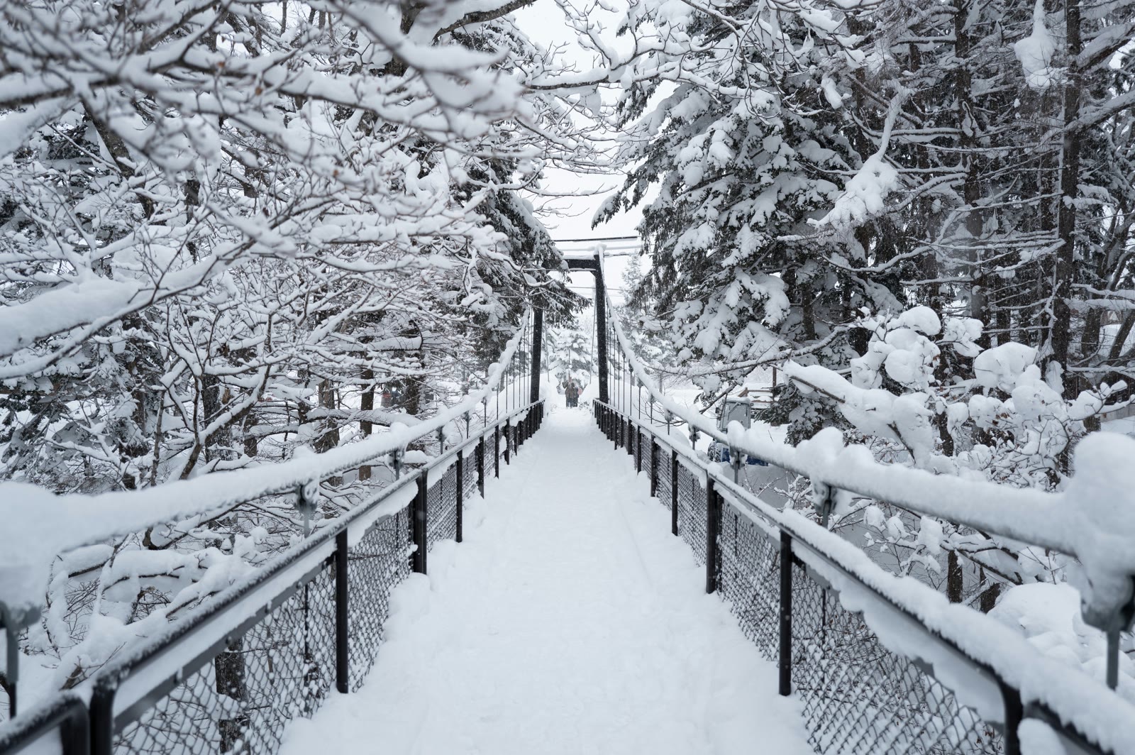Snow-covered walkway with trees in Niseko, Hokkaido, Japan
