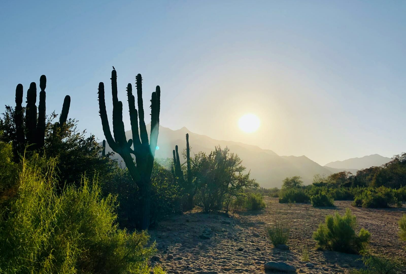 Cactus plants in San Jose del Cabo, Baja California Sur, Mexico