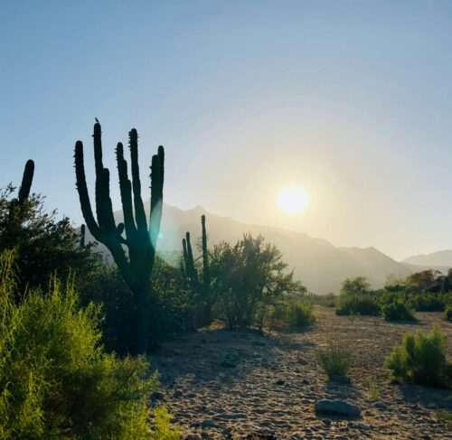 Cactus plants in San Jose del Cabo, Baja California Sur, Mexico