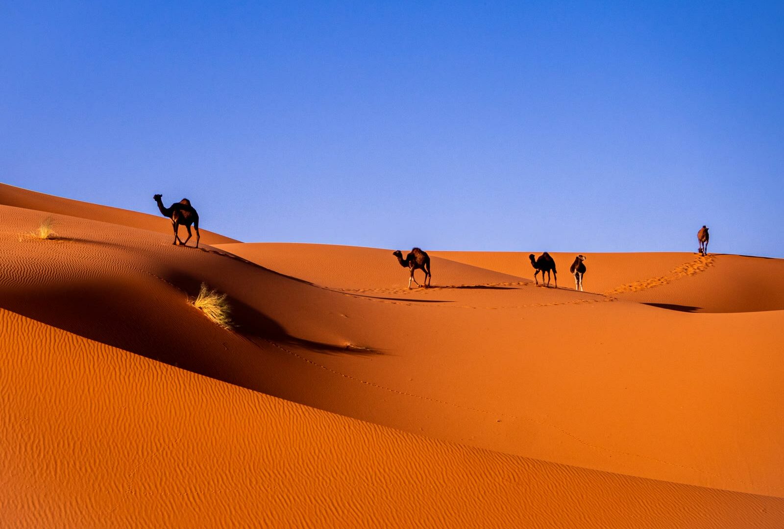 Camels in the desert in Merzouga, Morocco