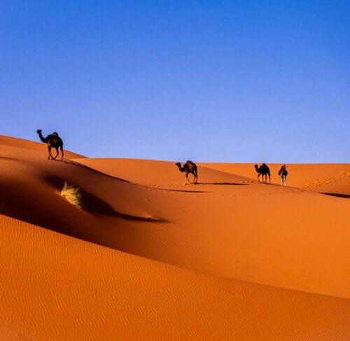Camels in the desert in Merzouga, Morocco