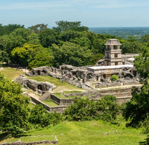 Green trees and grass field in Palenque, Chiapas, Mexico