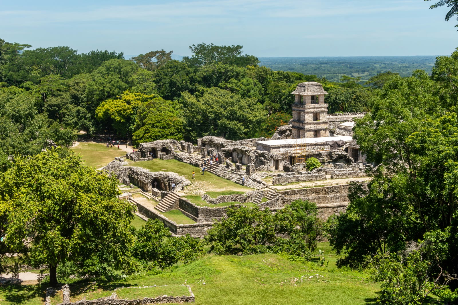 Green trees and grass field in Palenque, Chiapas, Mexico