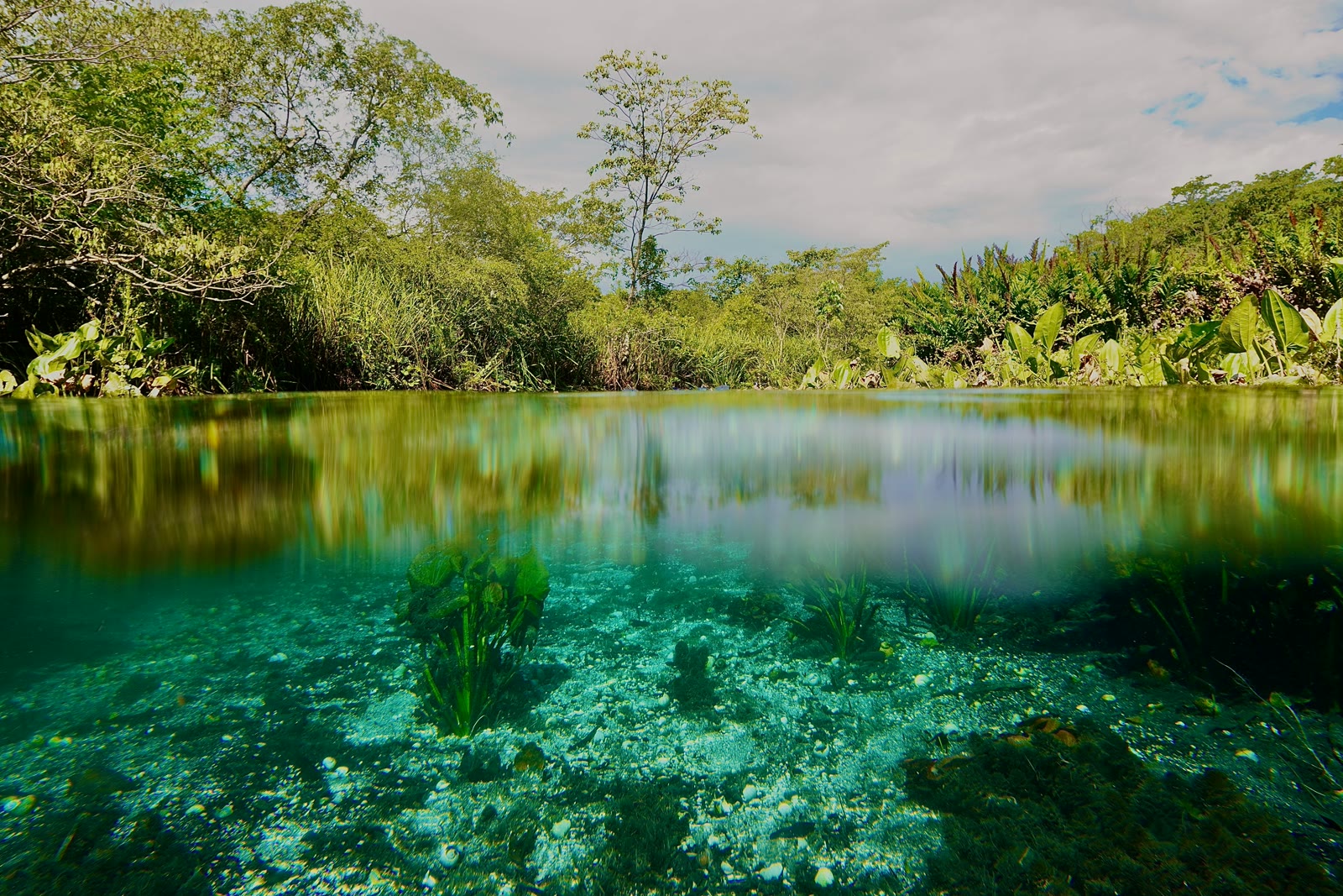 Clear river surrounded by trees and plants in Bonito, Mato Grosso do Sul, Brazil