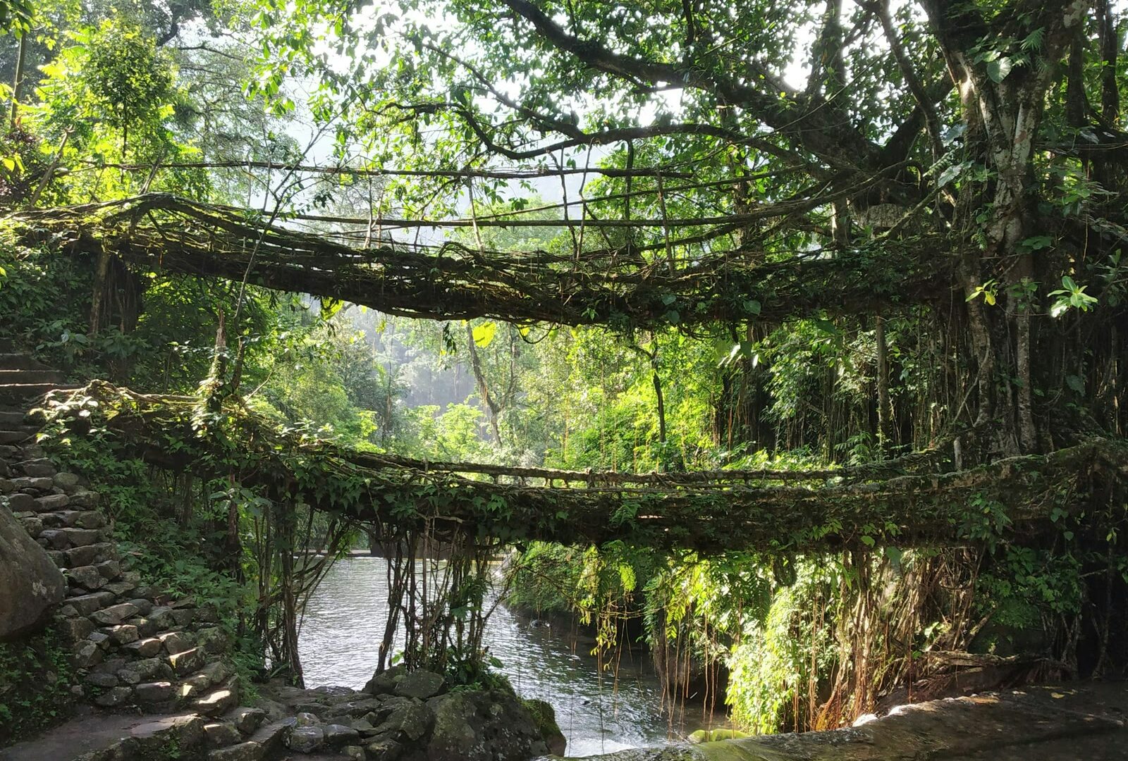 Green trees beside a river in Cherrapunji, Meghalaya, India