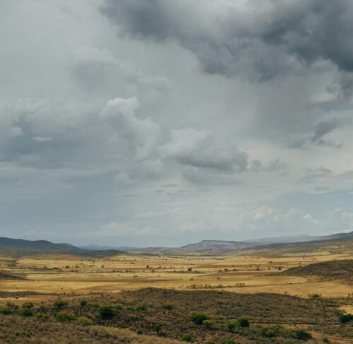 Green grass field under white clouds in Chihuahua, Mexico