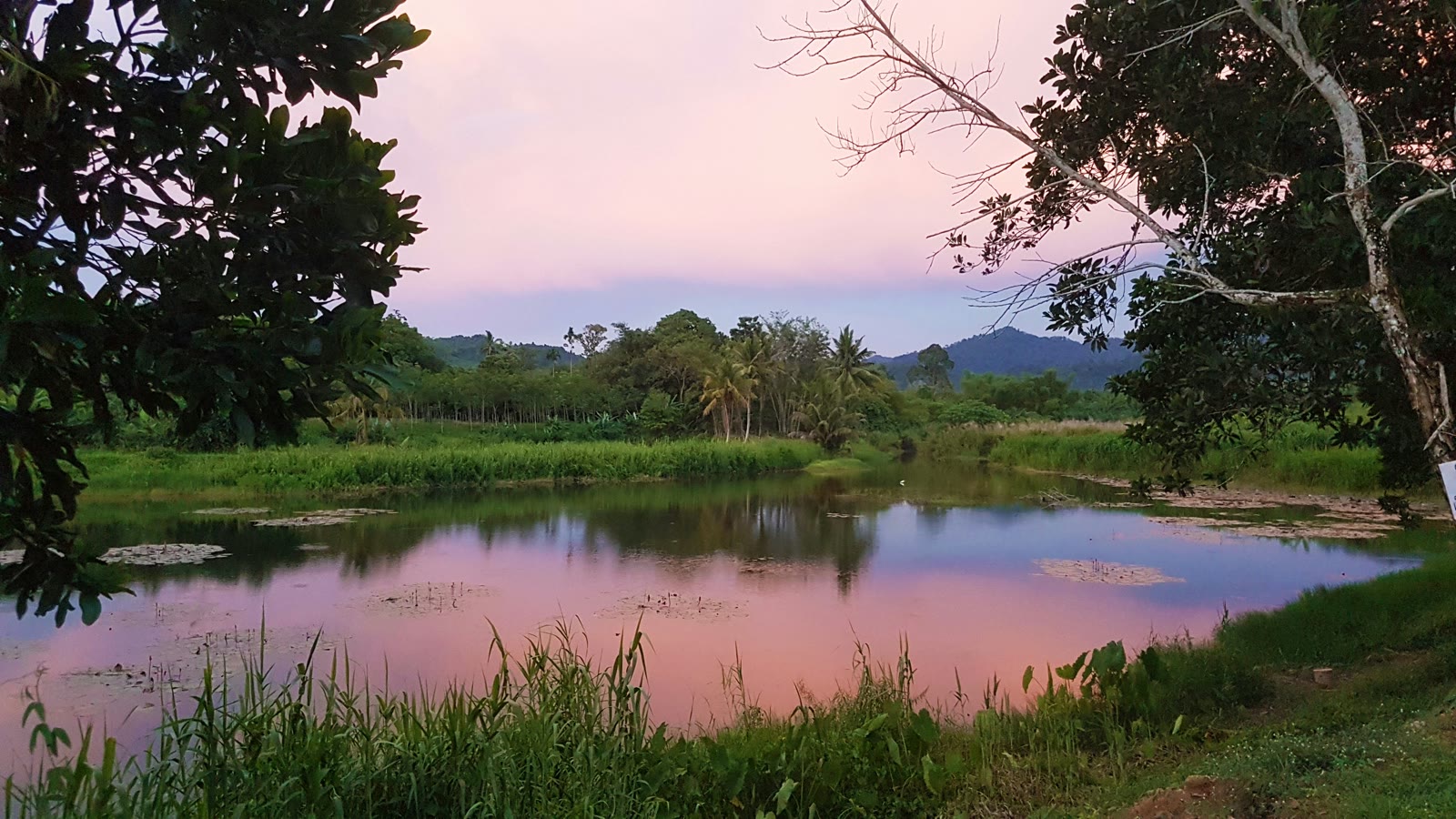 Green grass near a lake in Khao Lak, Phang Nga, Thailand