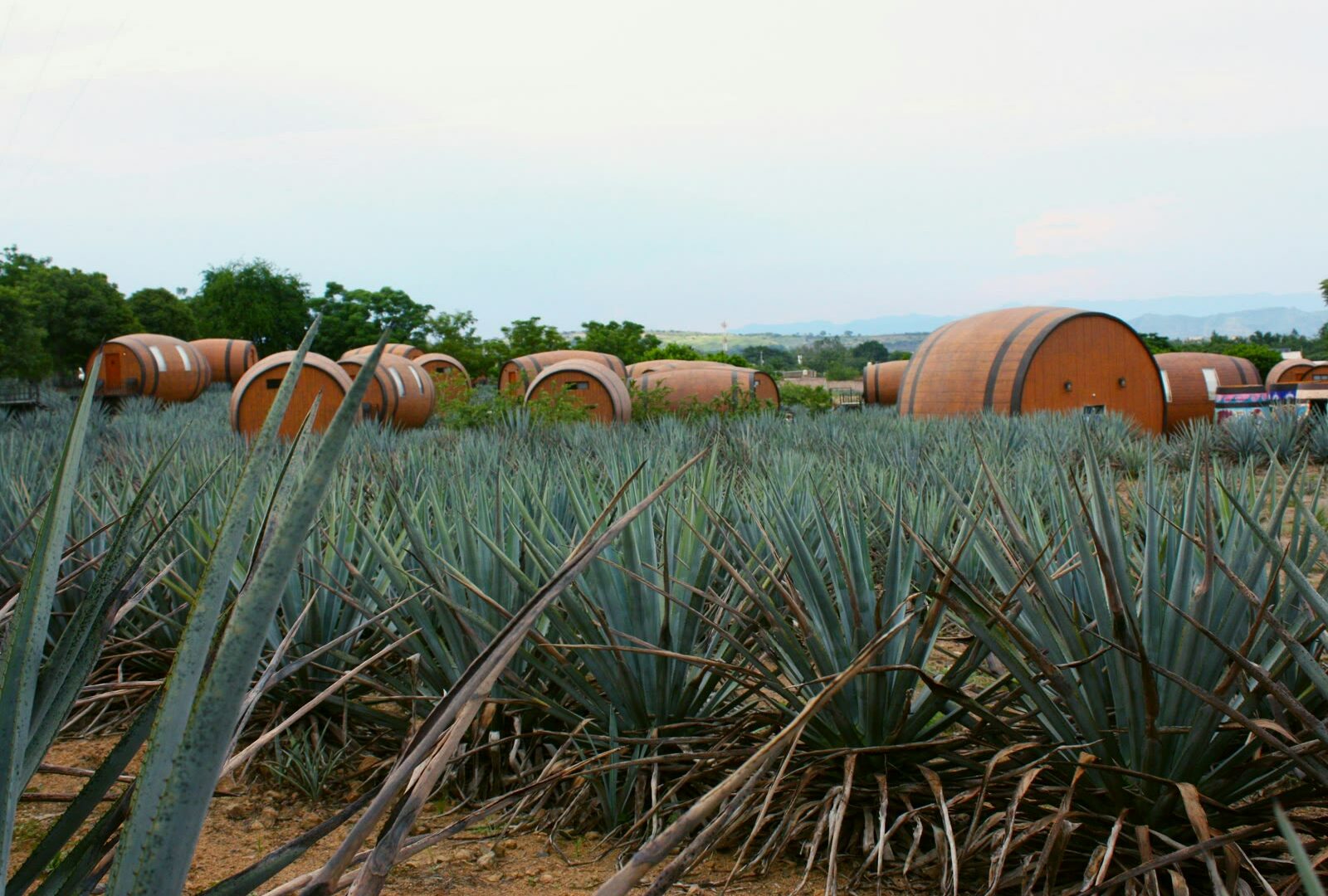 Agave barrels in a field in Tequila, Jalisco, Mexico