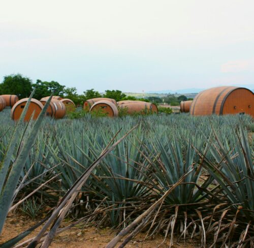 Agave barrels in a field in Tequila, Jalisco, Mexico
